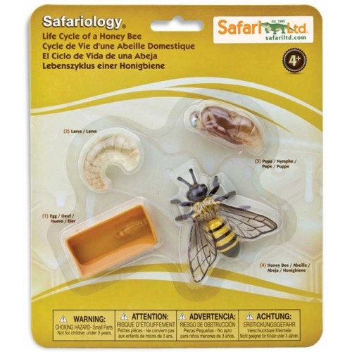 Safariology - Life Cycle of a Honey Bee