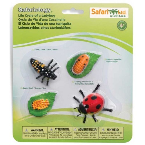 Safariology - Life Cycle of a Ladybug