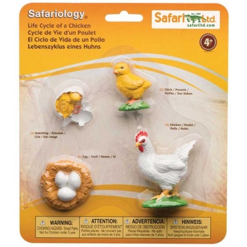 Safariology - Life Cycle - Chicken