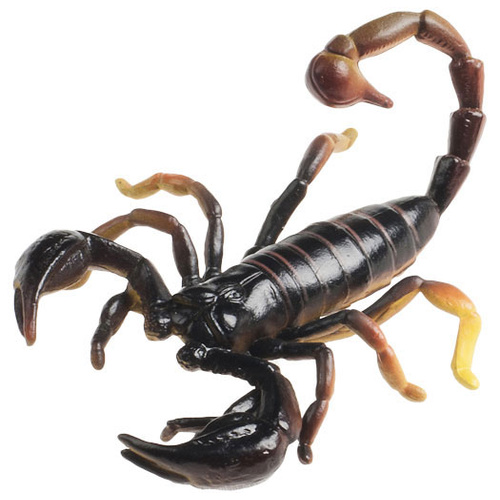 Animals of Australia - Scorpion