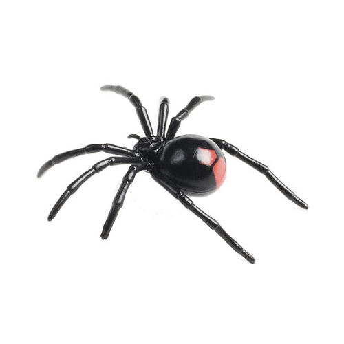 Redback  Spider