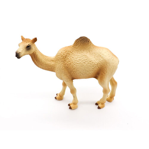 Animals of Australia - Camel
