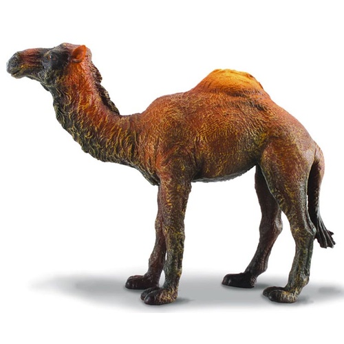 Collecta - Dromedary Camel