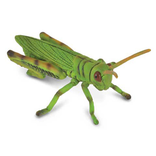 Collecta - Grasshopper
