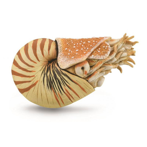 Collecta - Nautilus Pompilius