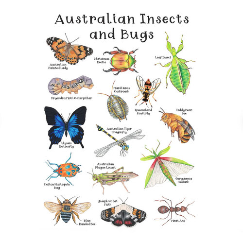 Australian Insects and Bugs Print (A3 Size) Village Toys
