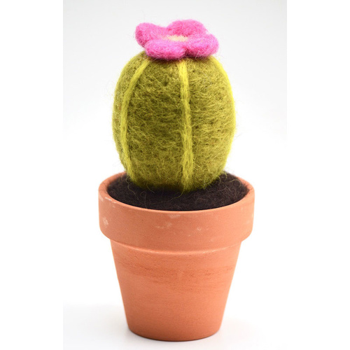 Wooly One Cactus with Flower