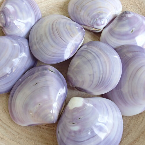 Violet Trough Shell (Mactra Violacea) Polished Pair