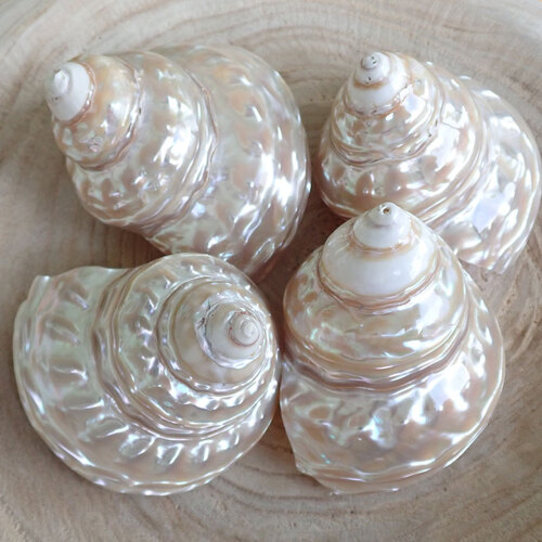 Wavy Turban Snail Pearled High Polished (Astraea Undosa)